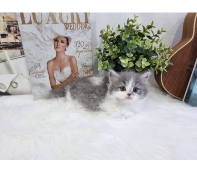 먼치킨 입양합니다