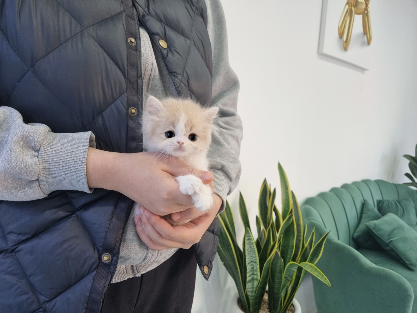 브리티쉬롱헤어 입양합니다