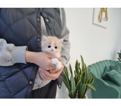 브리티쉬롱헤어 입양합니다