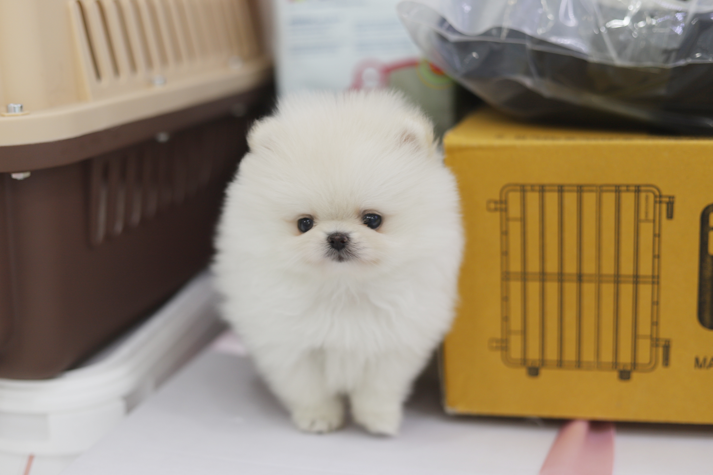 포메라니안 입양합니다