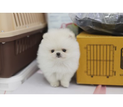 포메라니안 입양합니다