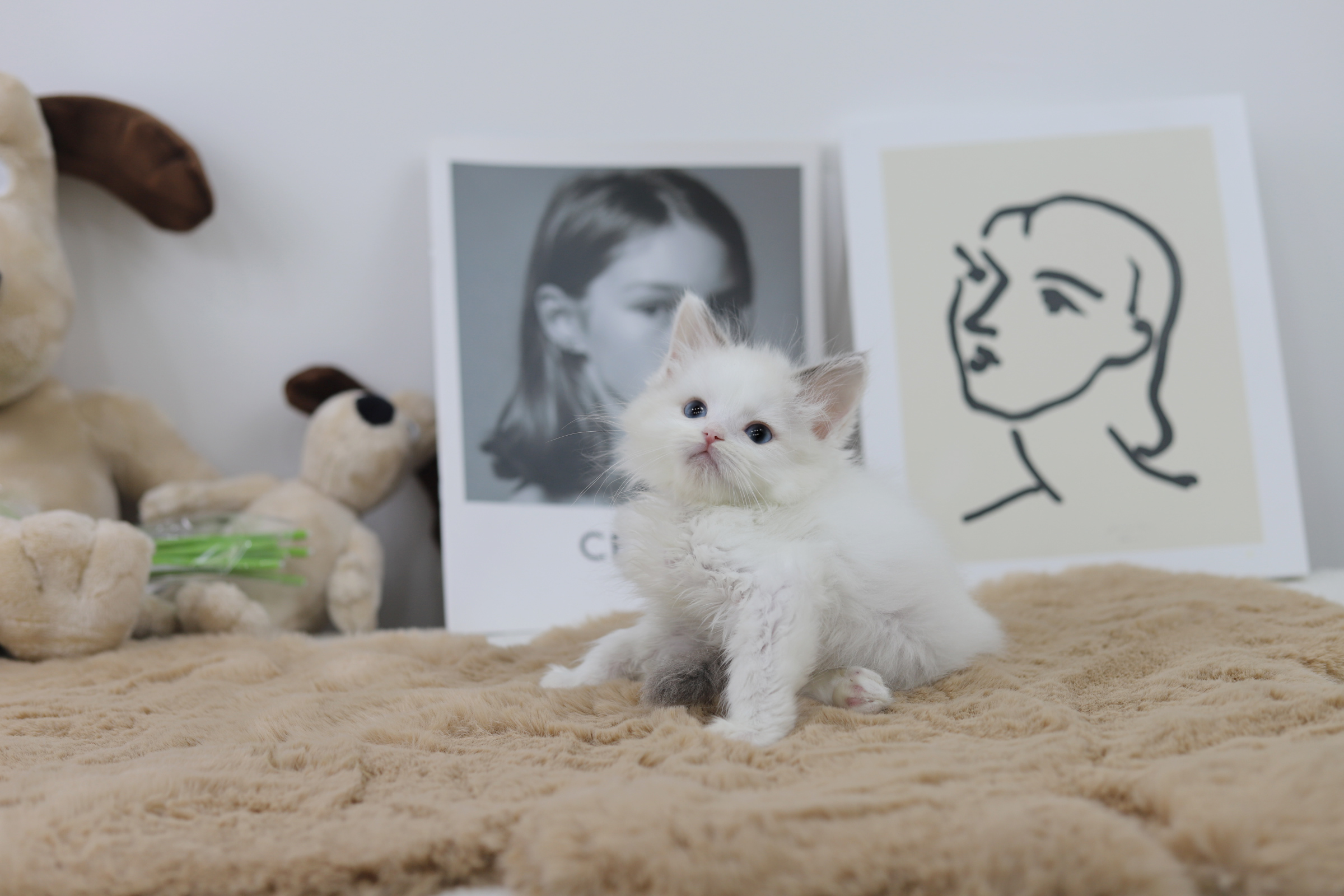 렉돌 입양합니다