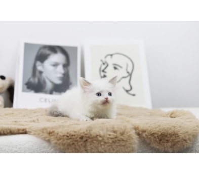 렉돌 입양합니다