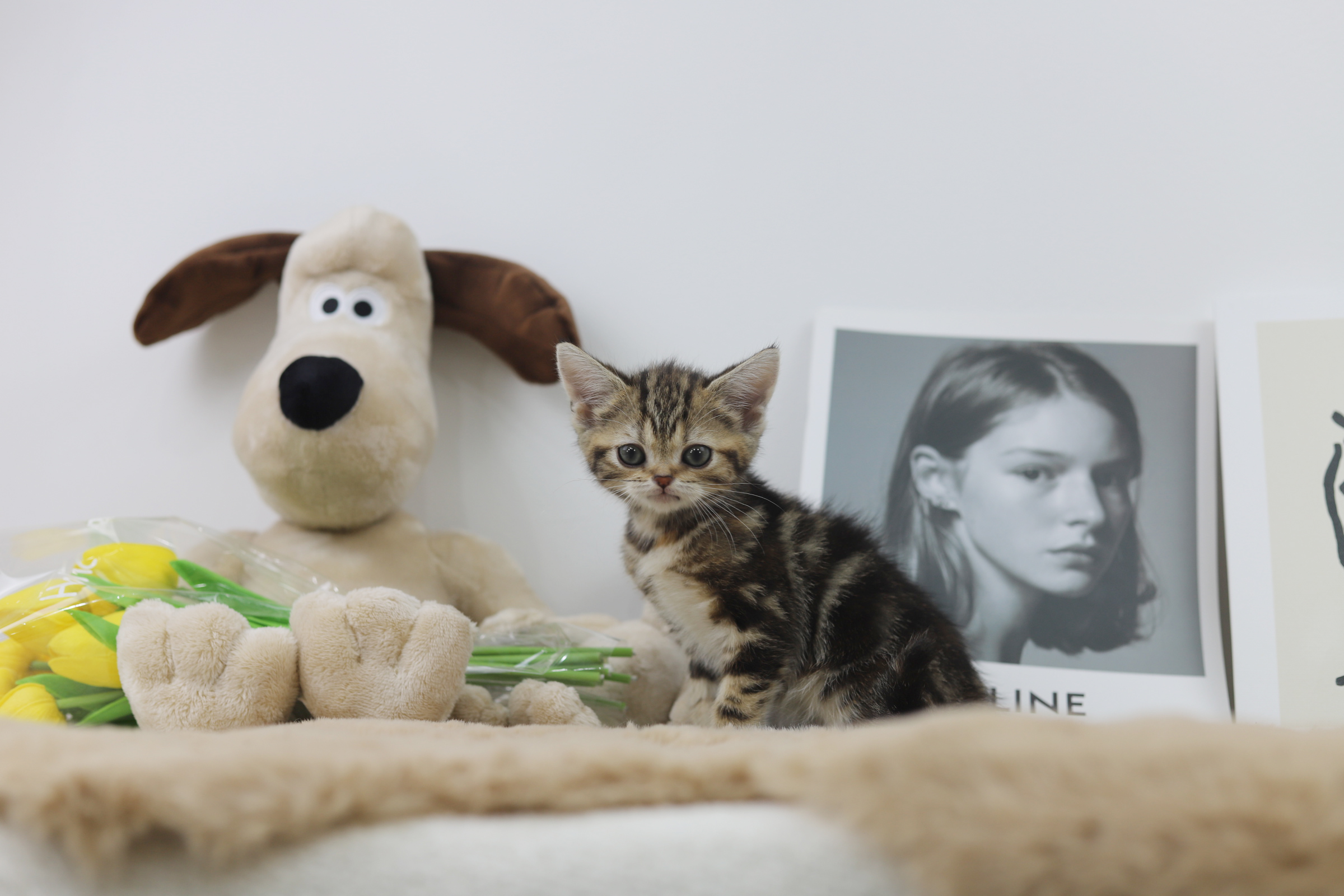 브리티쉬숏헤어 입양합니다