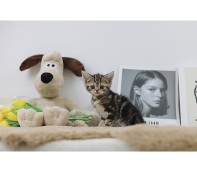 브리티쉬숏헤어 입양합니다