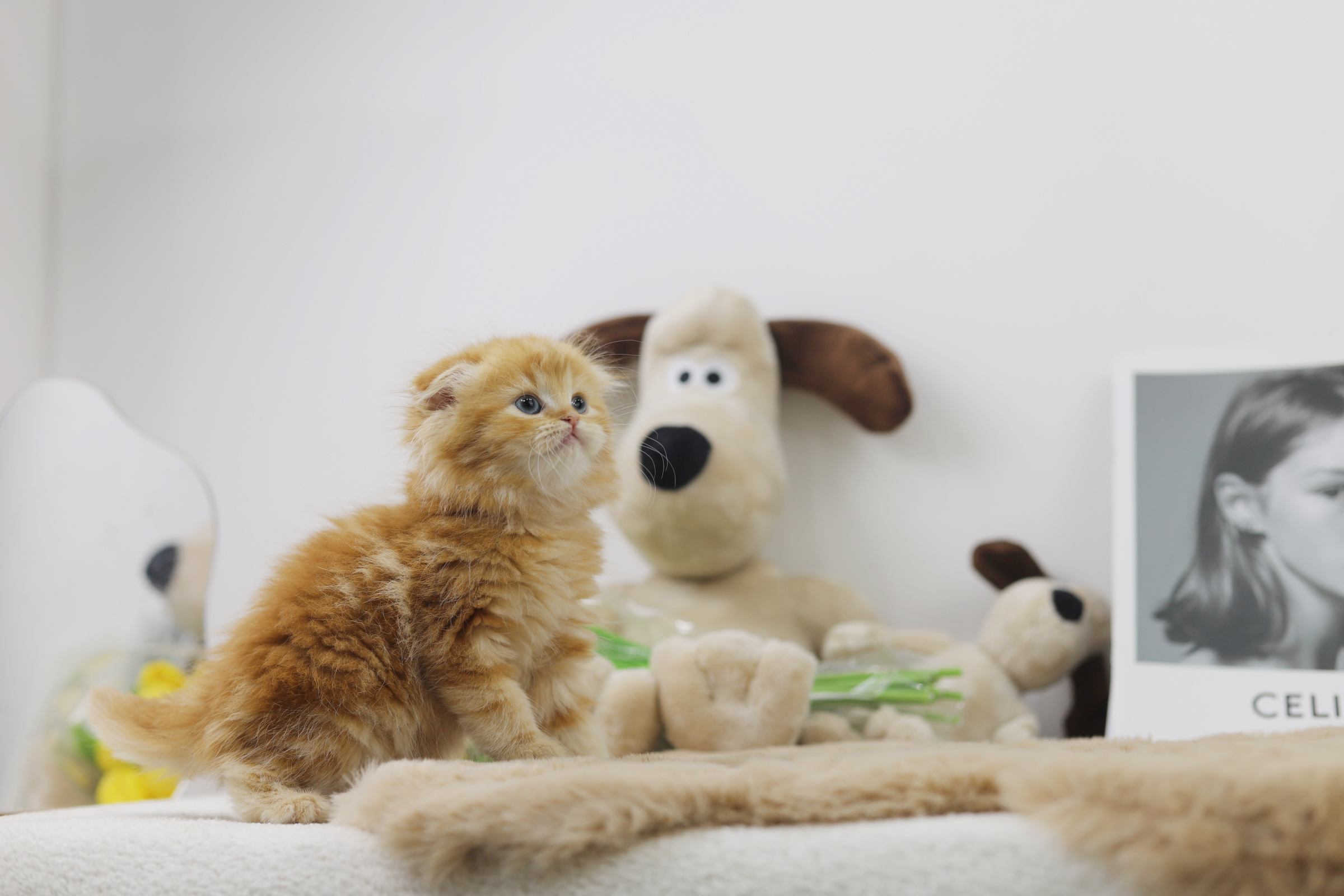 폴드 입양합니다