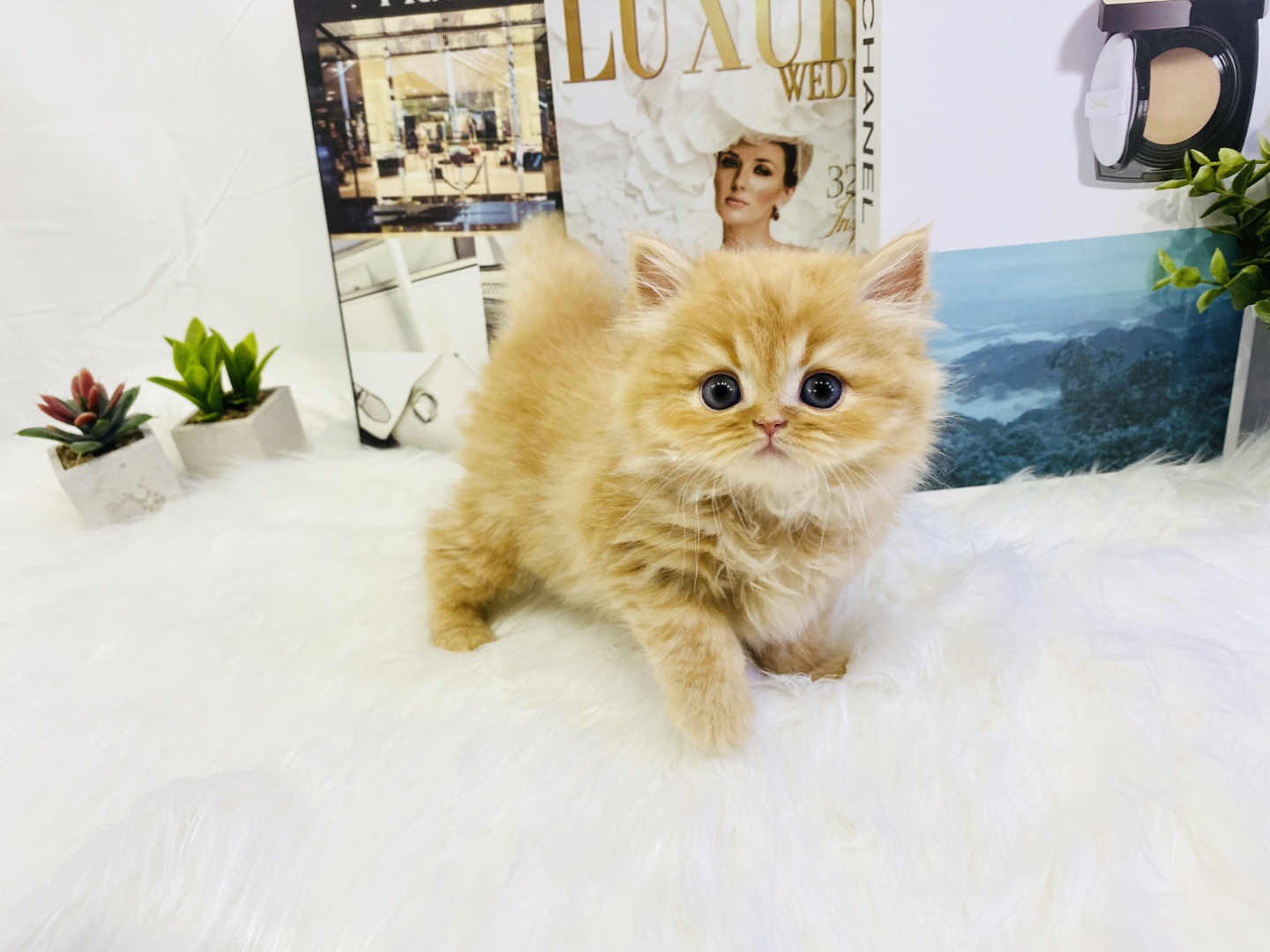 먼치킨 입양합니다