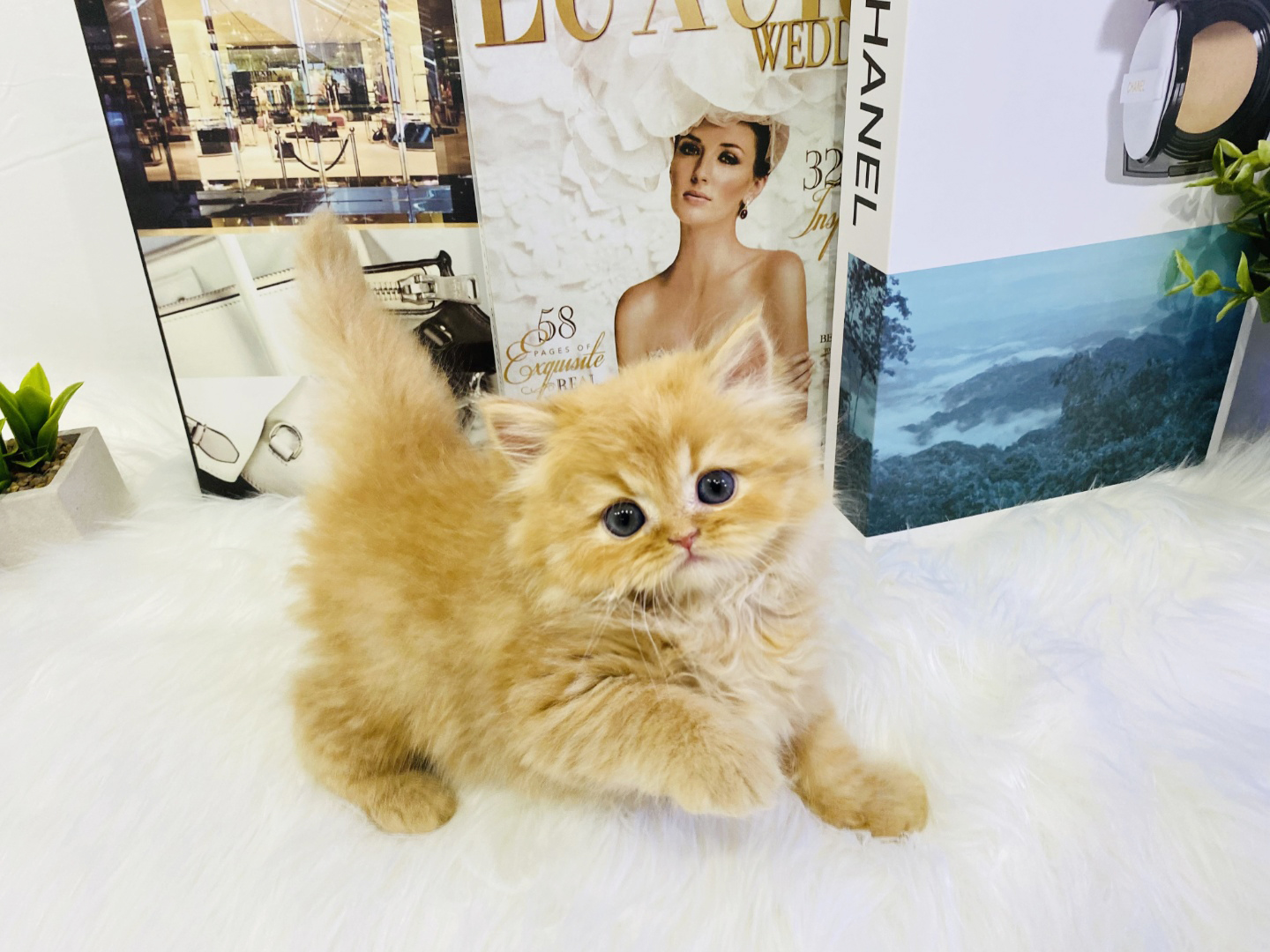 먼치킨 입양합니다