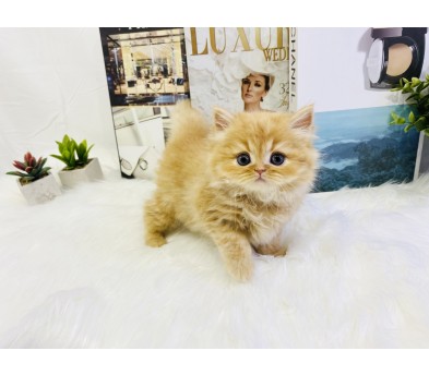 먼치킨 입양합니다