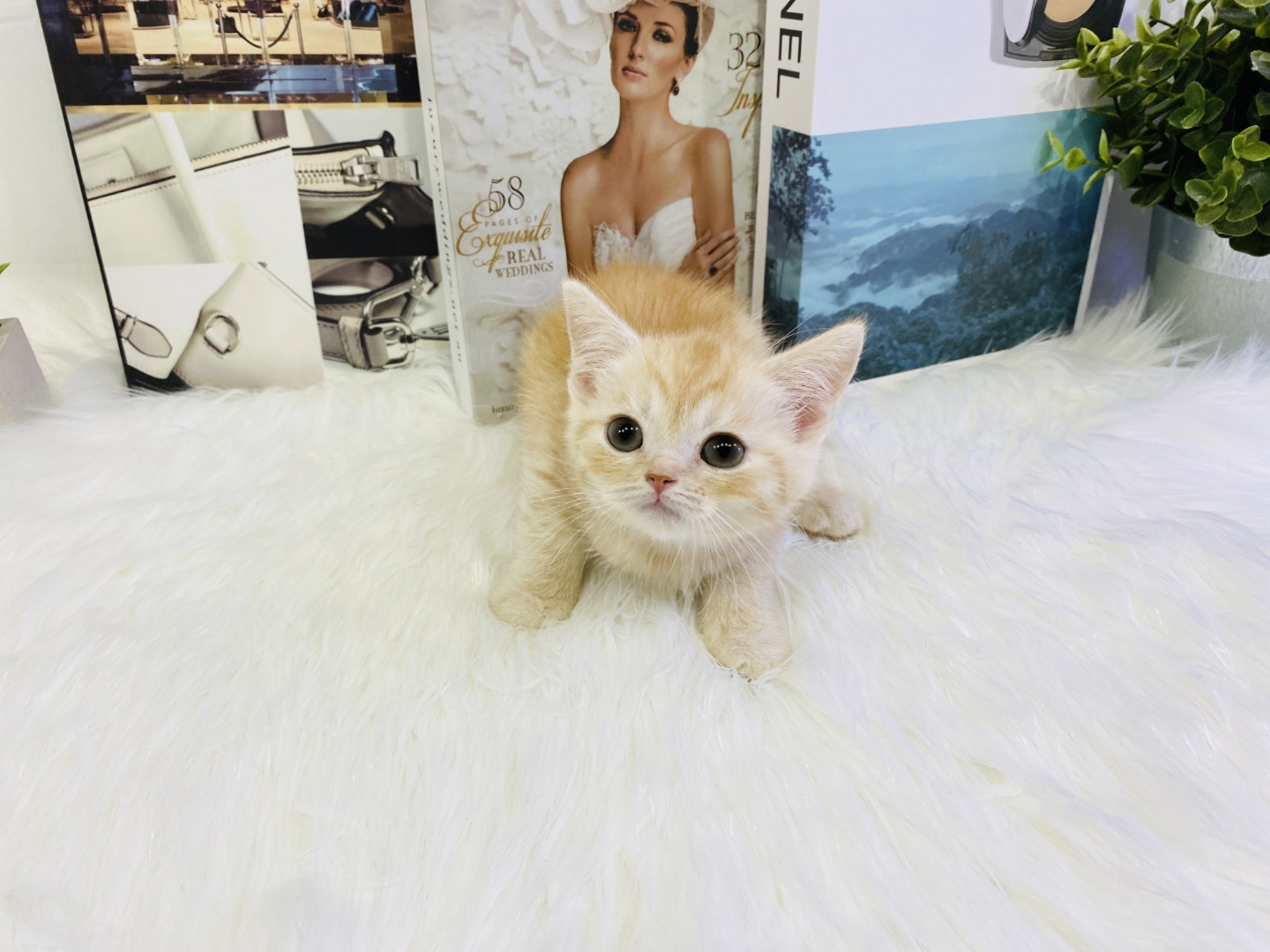 브리티쉬숏헤어 입양합니다