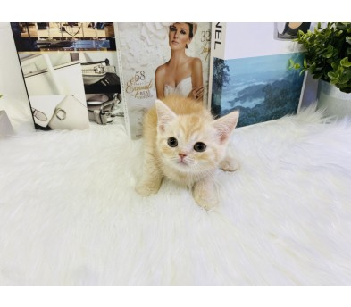 브리티쉬숏헤어 입양합니다