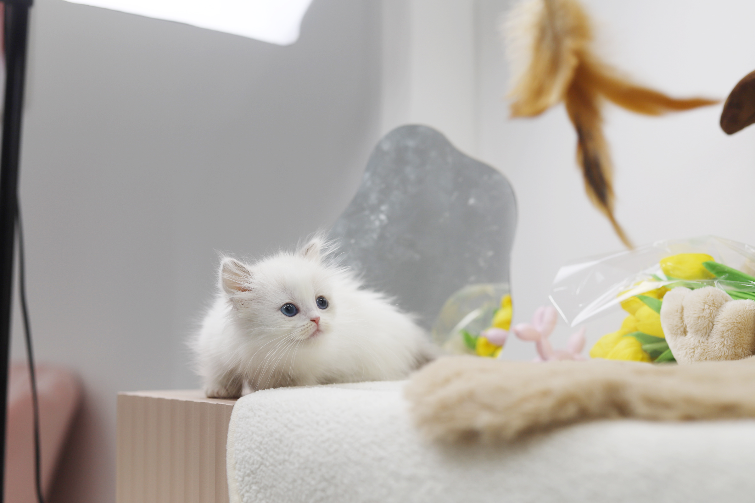 먼치킨 입양합니다