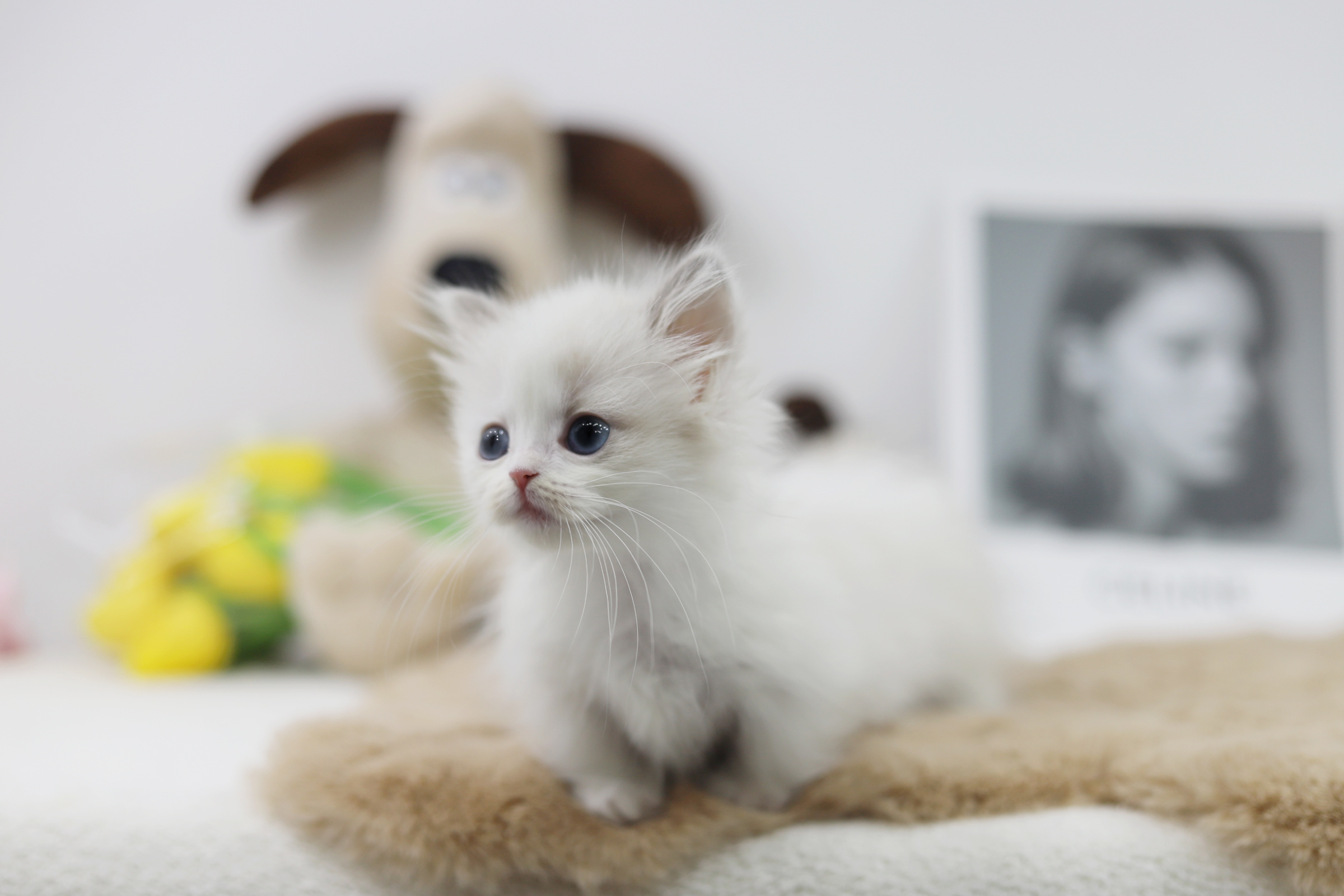 먼치킨 입양합니다