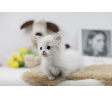 먼치킨 입양합니다