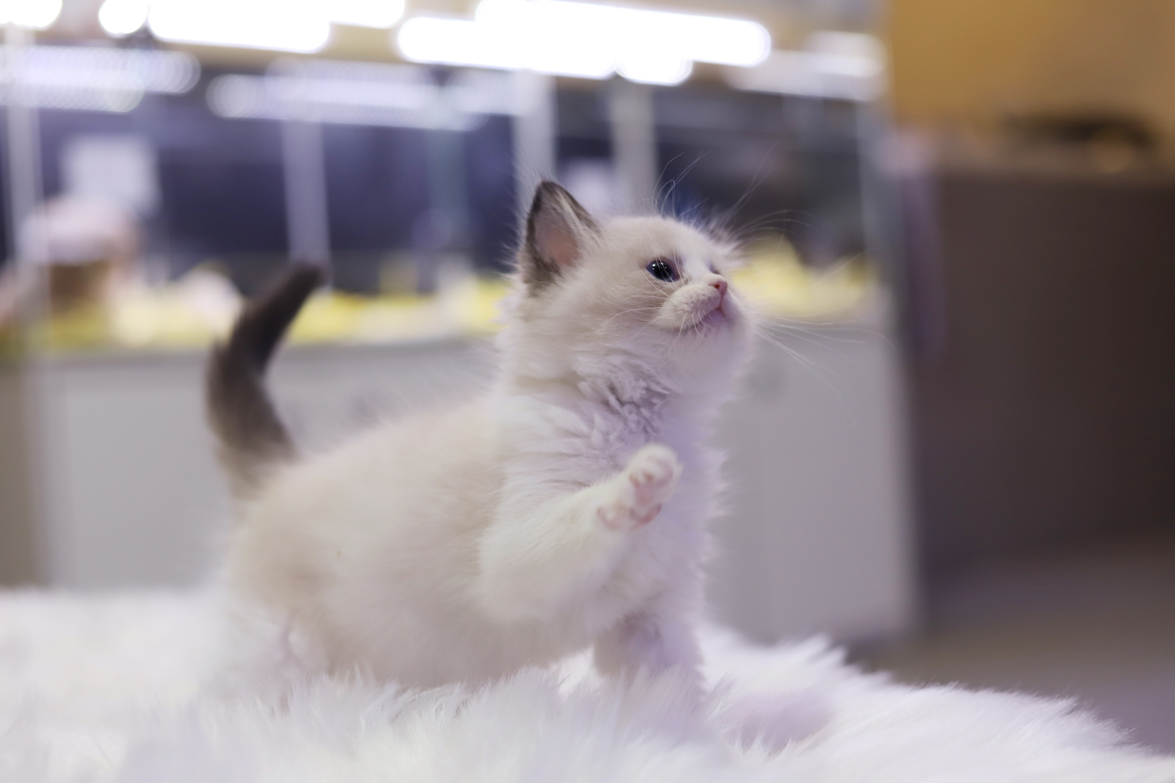 렉돌 입양합니다