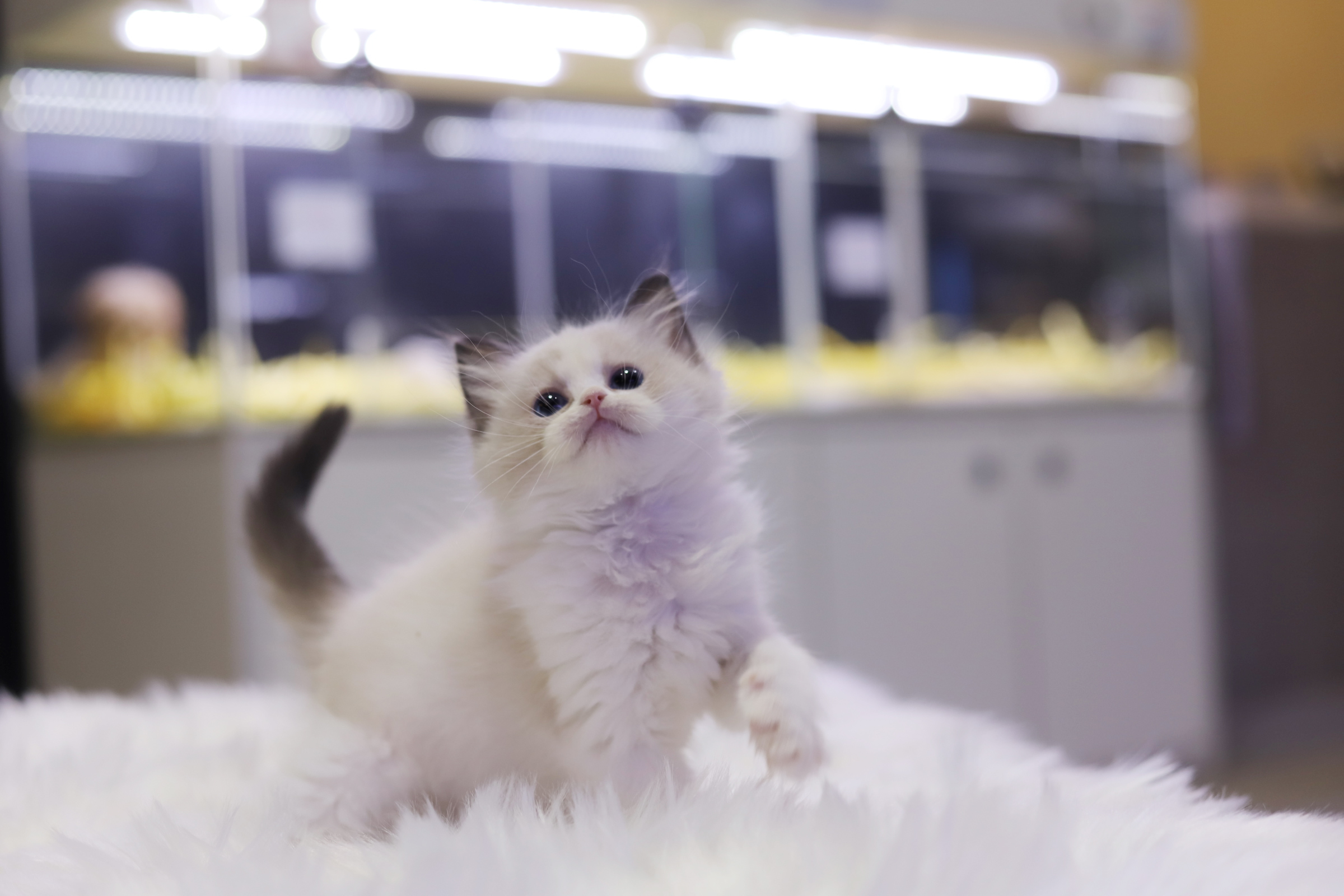 렉돌 입양합니다