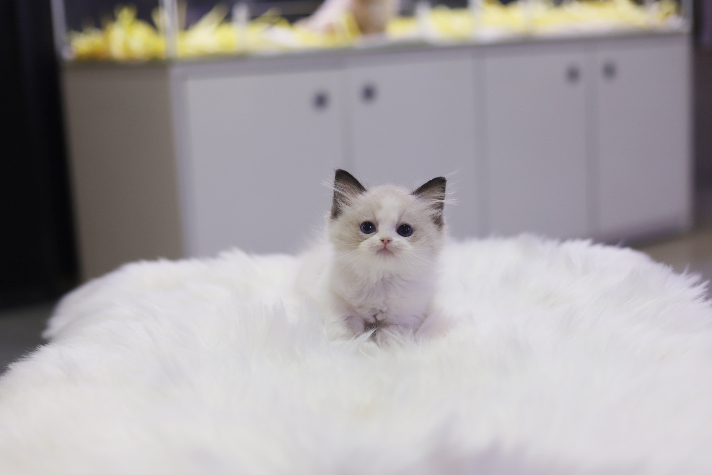 렉돌 입양합니다