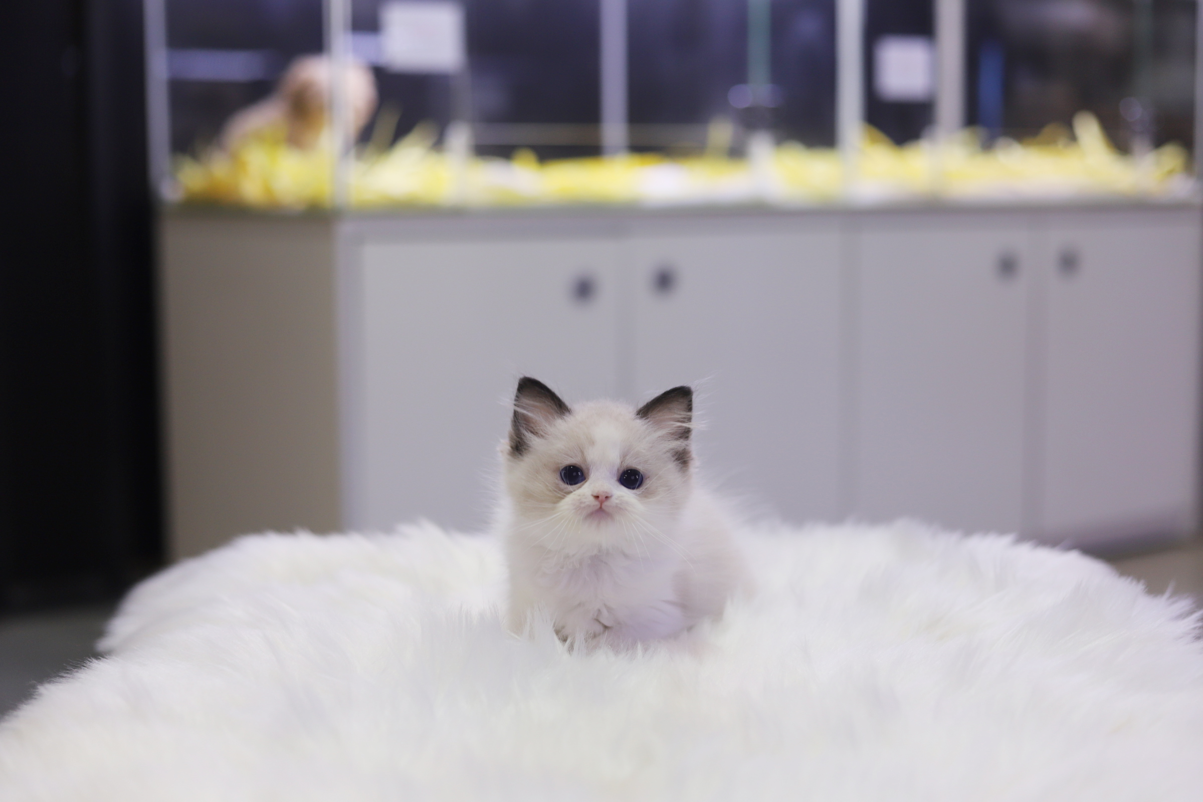 렉돌 입양합니다