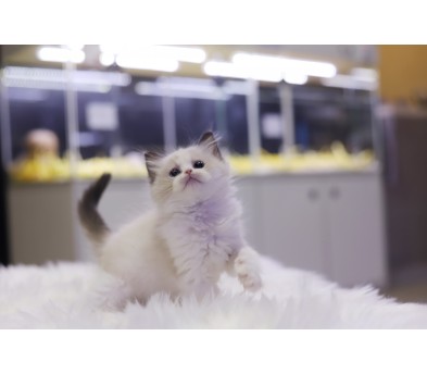 렉돌 입양합니다