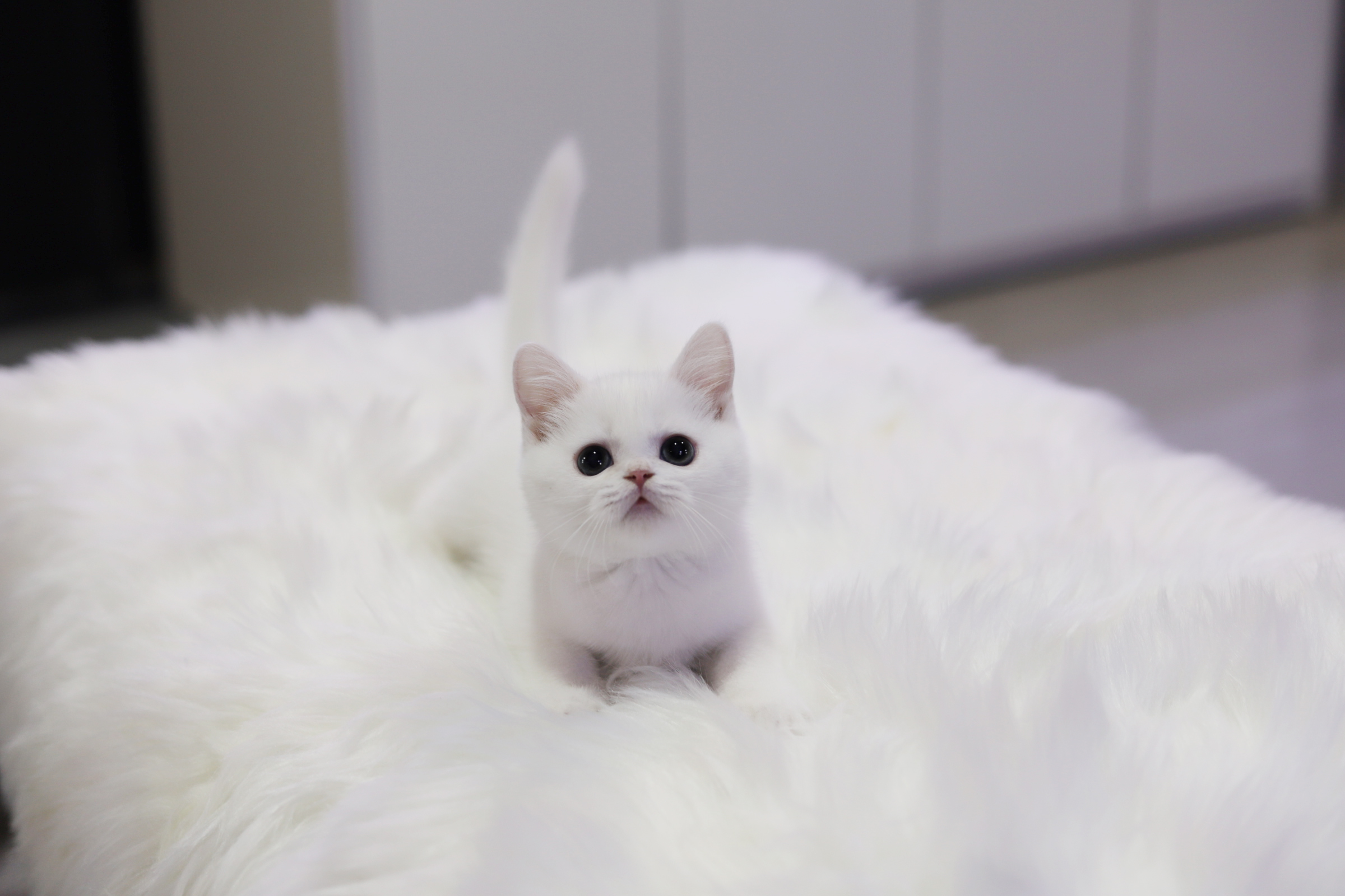 브리티쉬숏헤어 입양합니다