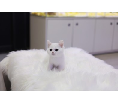 브리티쉬숏헤어 입양합니다