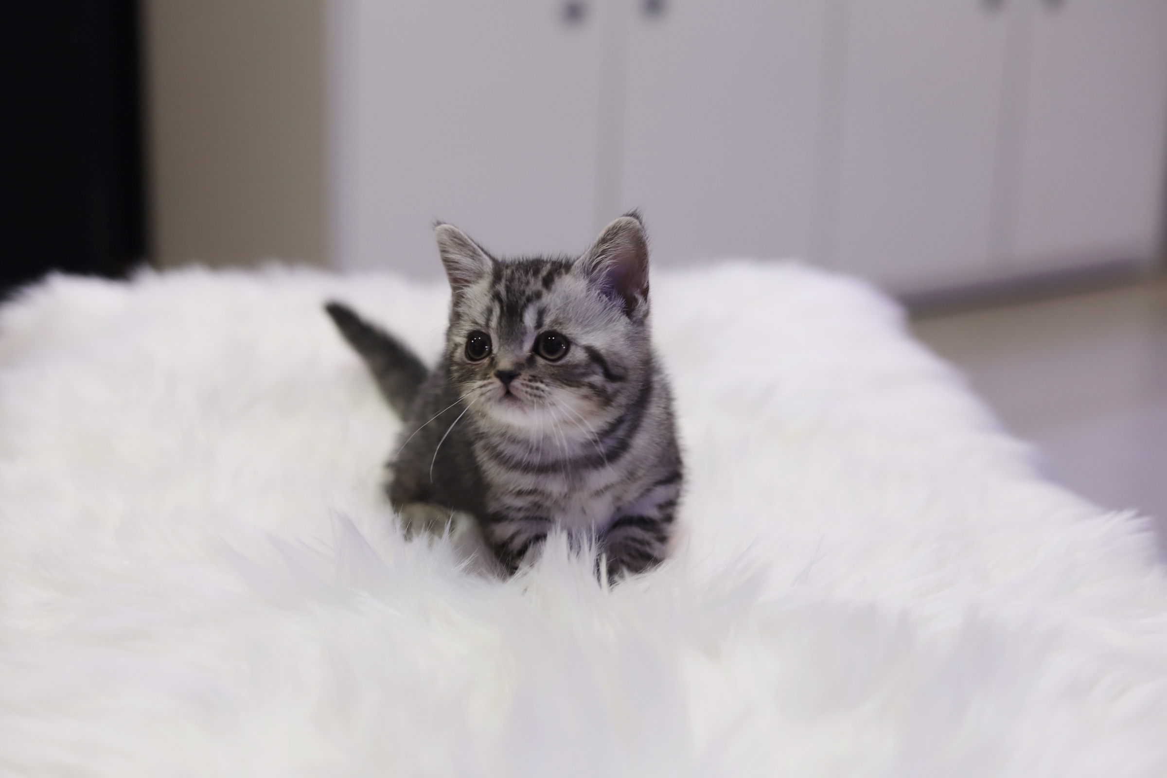 아메리칸숏헤어 입양합니다