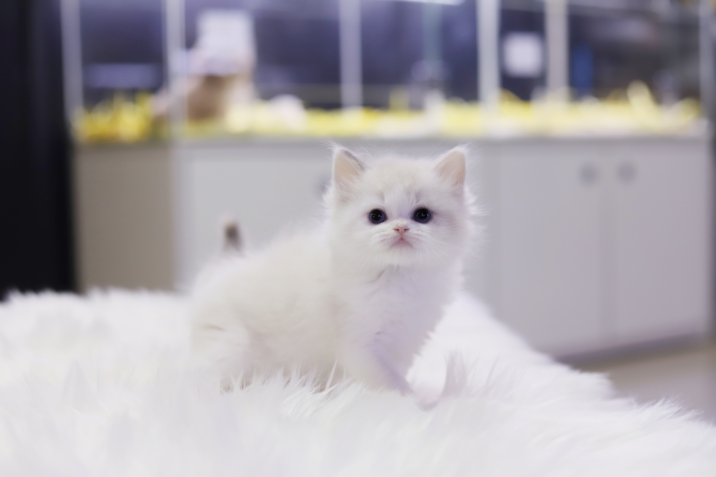 렉돌 입양합니다