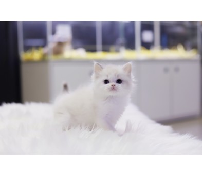 렉돌 입양합니다