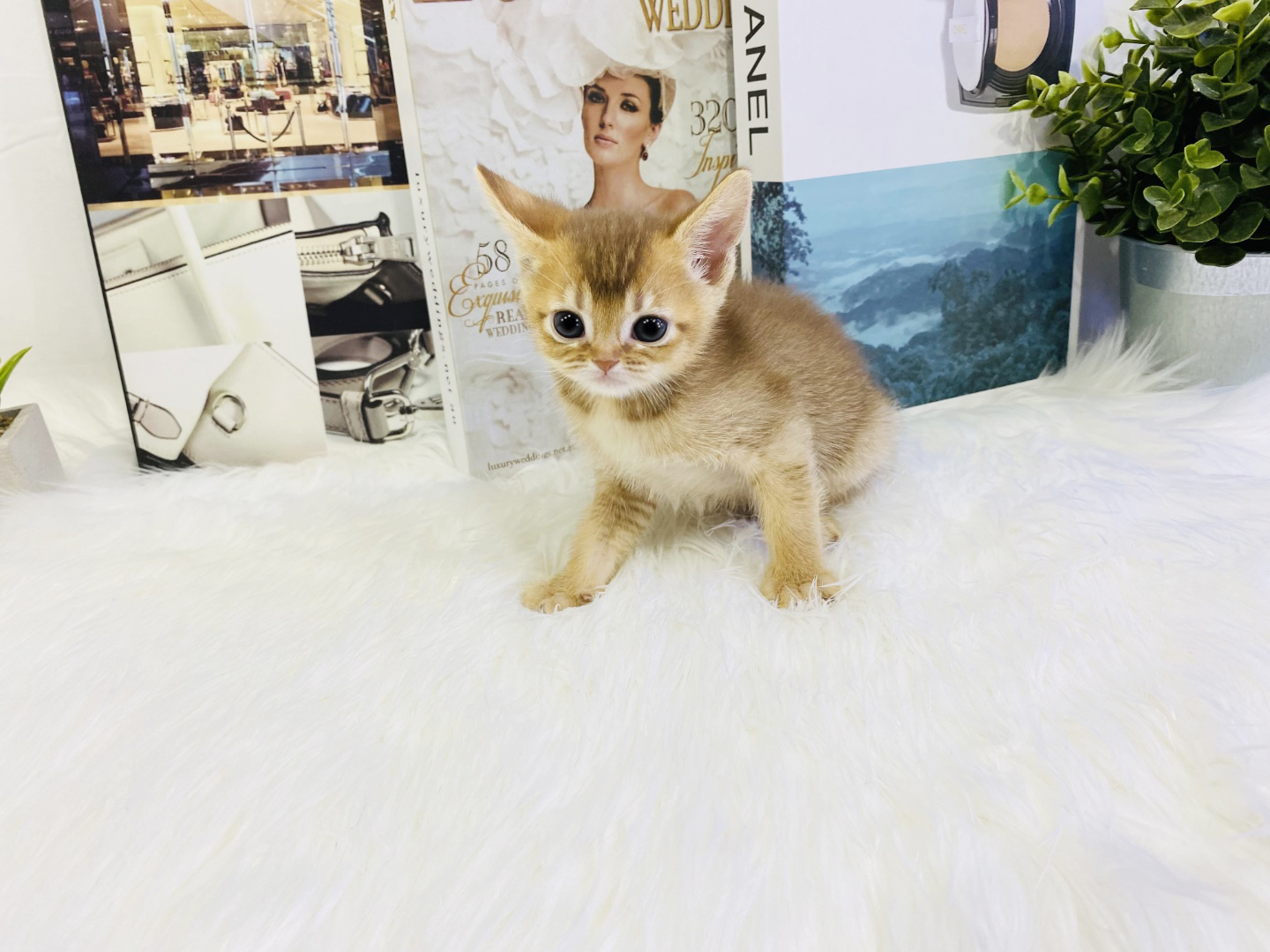 아비시니안 입양합니다