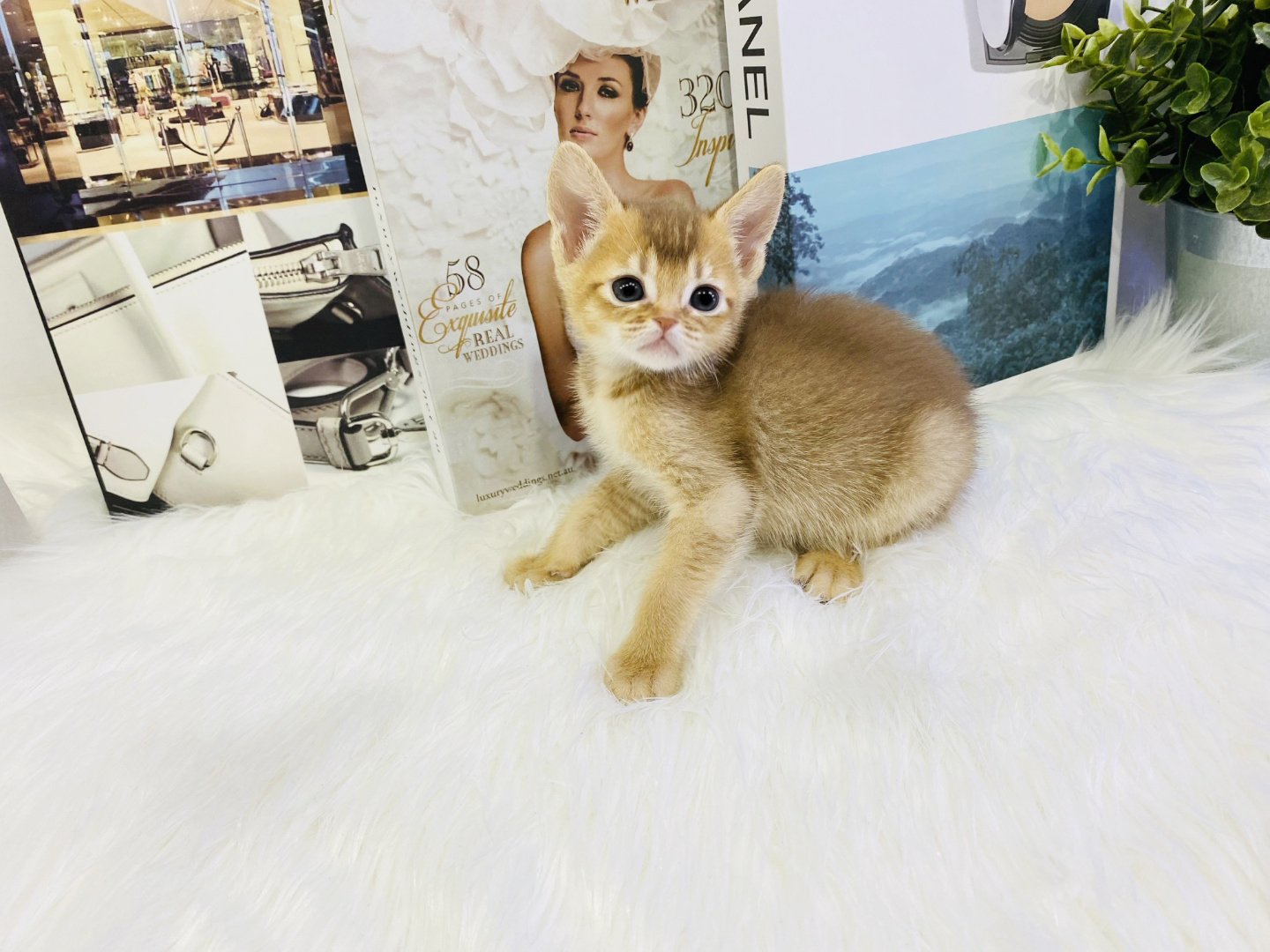 아비시니안 입양합니다