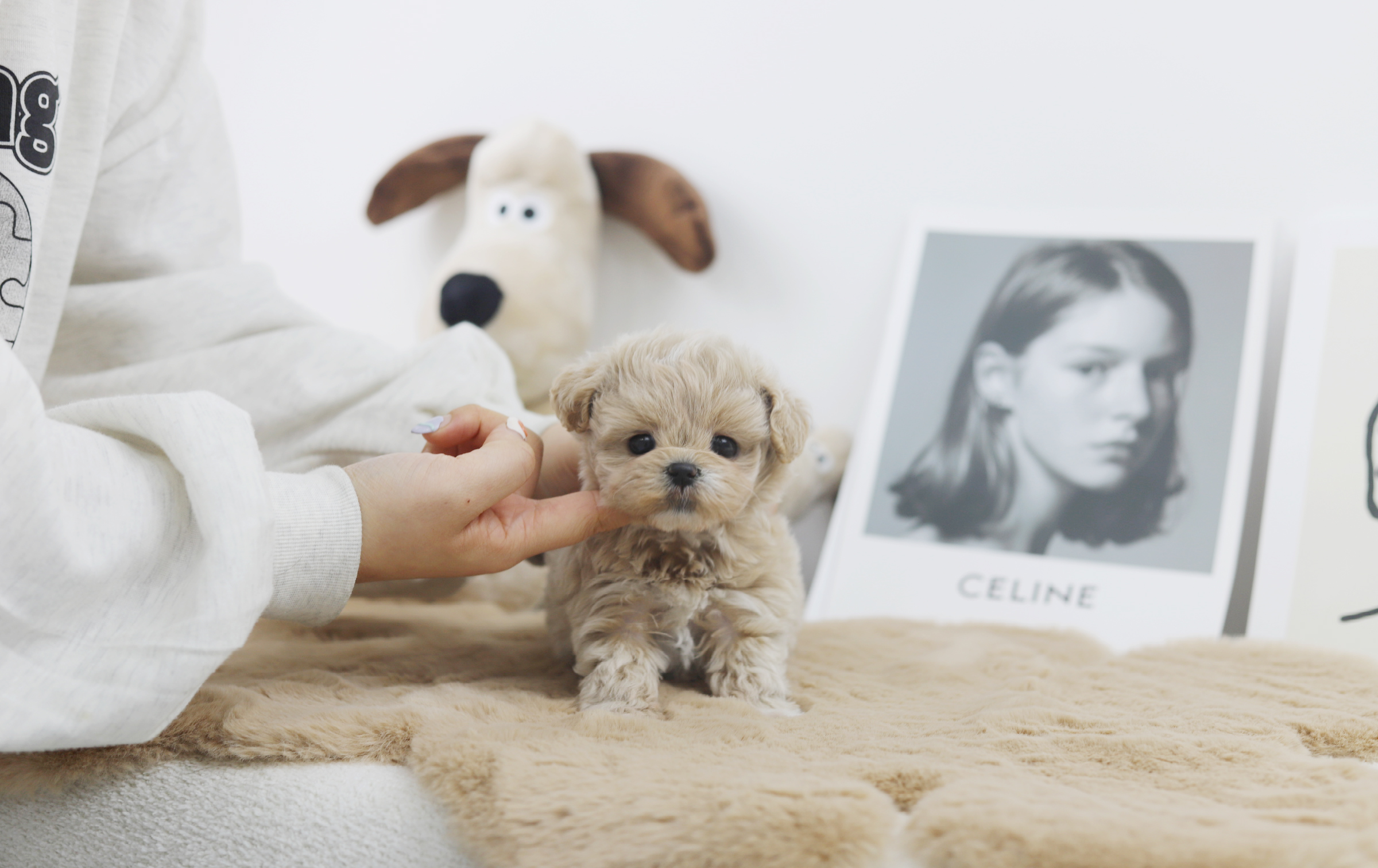 말티푸 입양합니다
