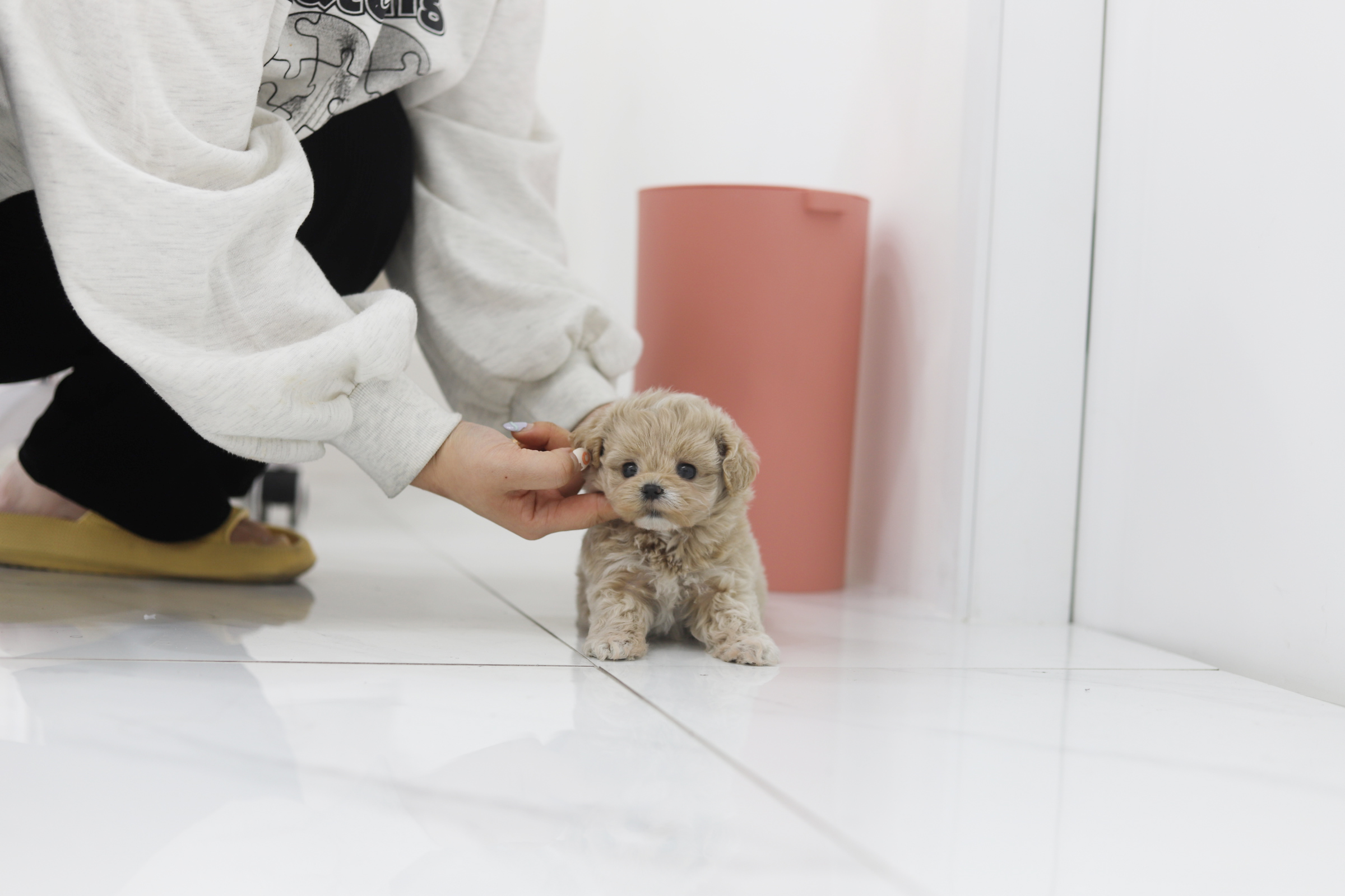 말티푸 입양합니다