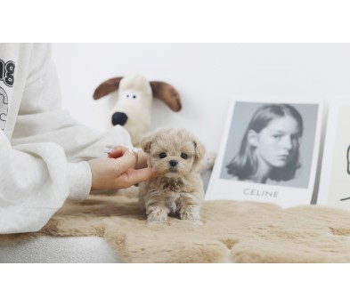 말티푸 입양합니다