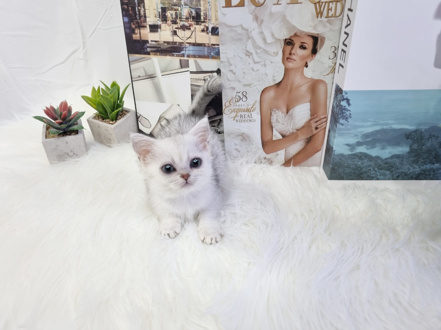 먼치킨 입양합니다