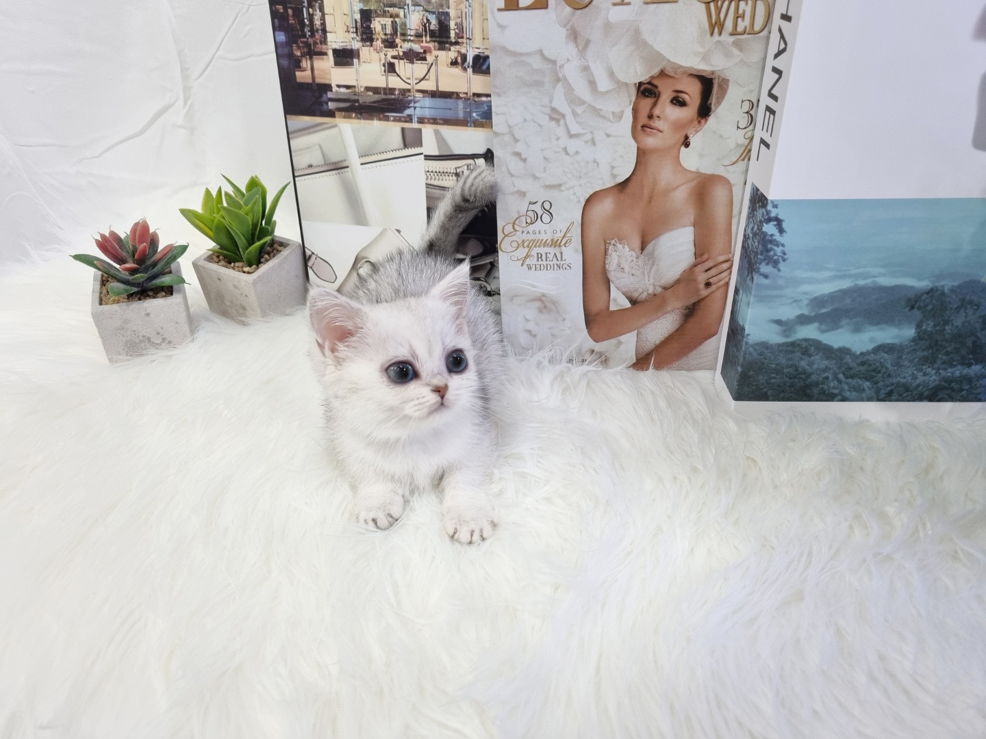 먼치킨 입양합니다