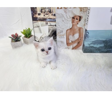 먼치킨 입양합니다