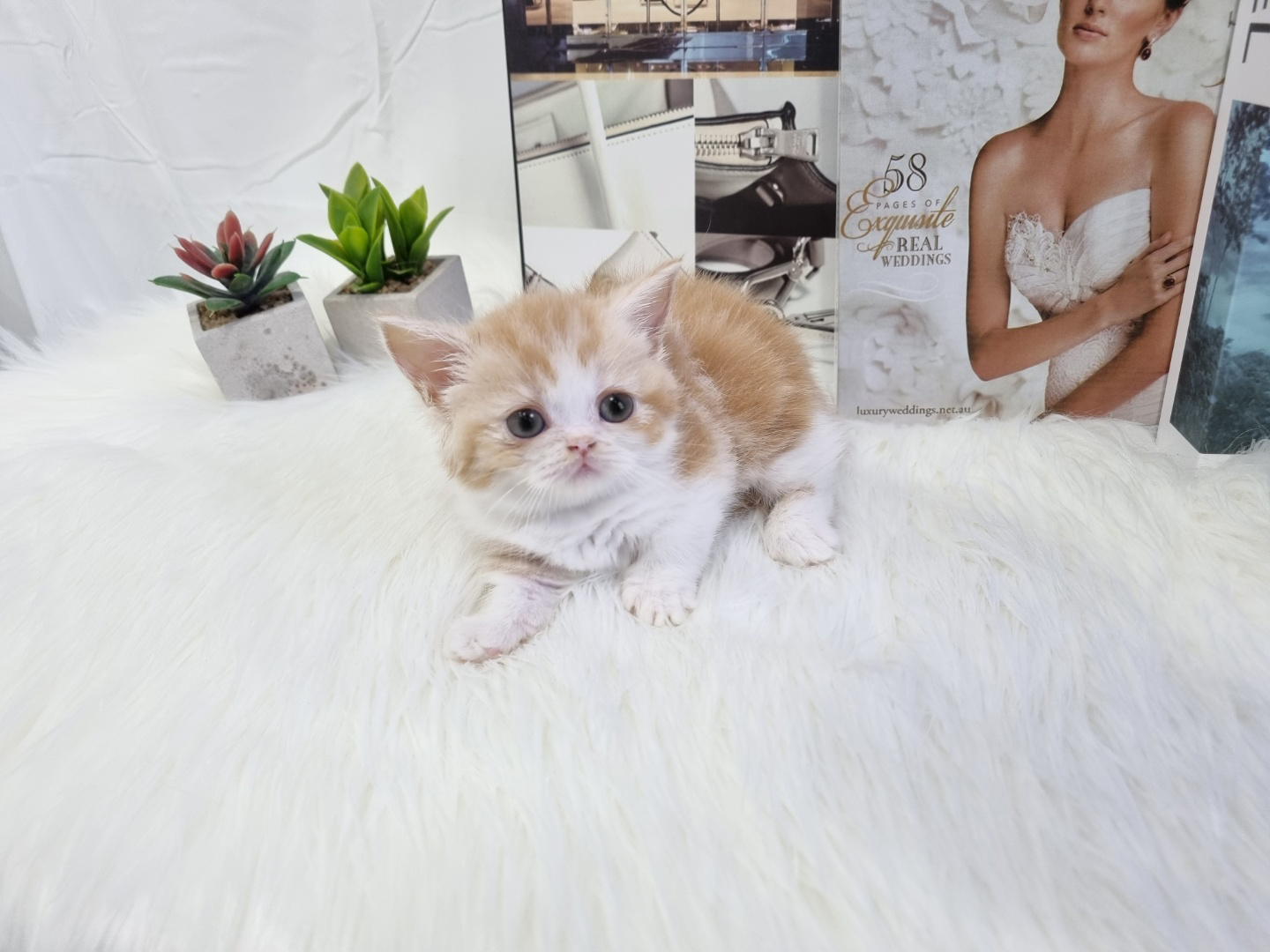 먼치킨 입양합니다