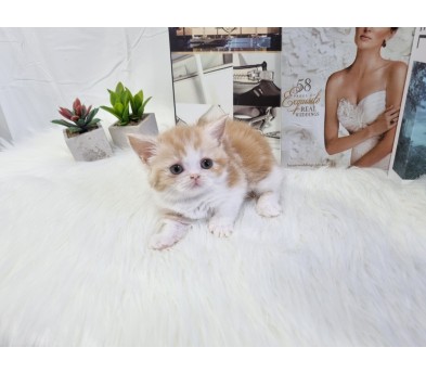 먼치킨 입양합니다