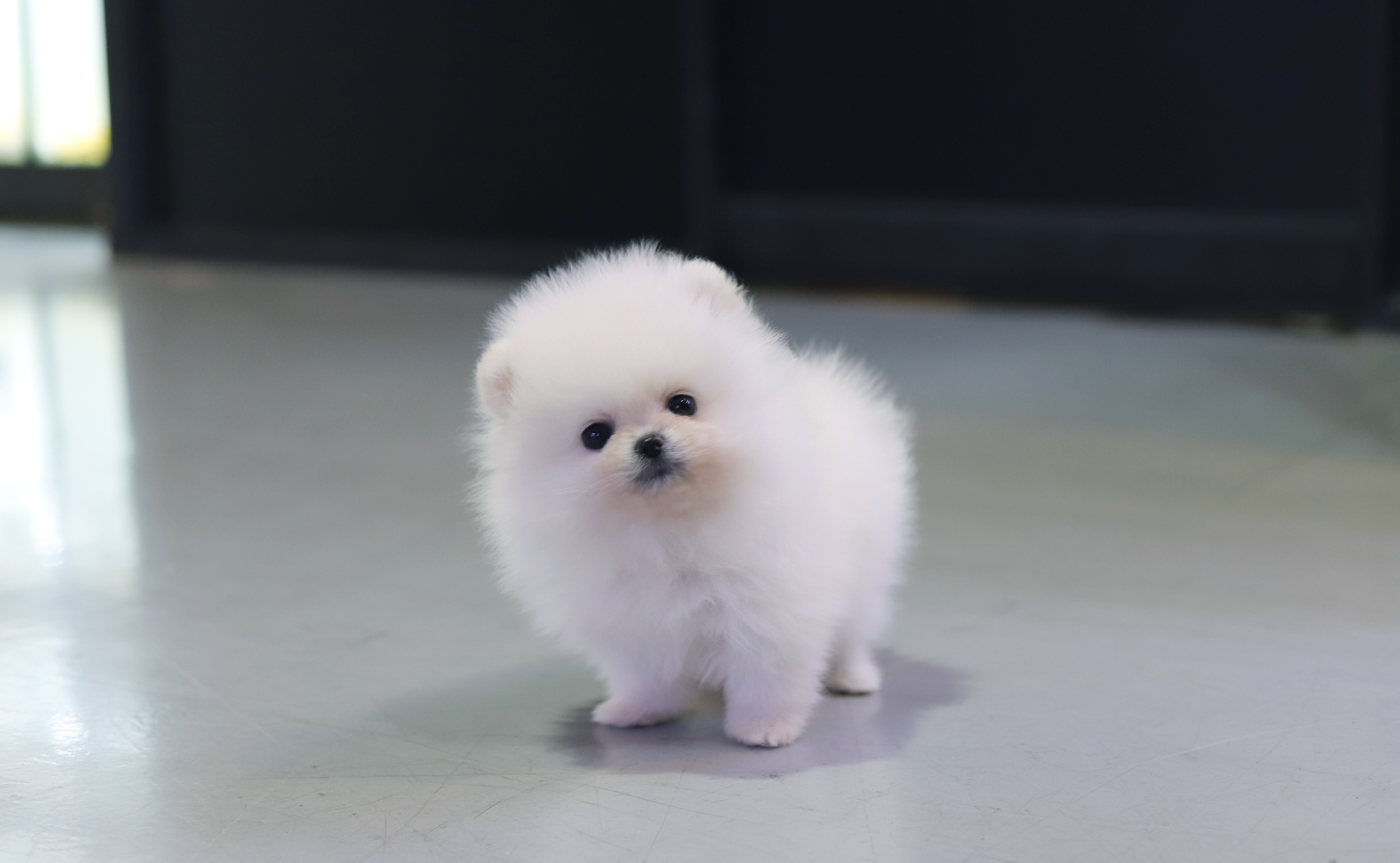 포메라니안 입양합니다