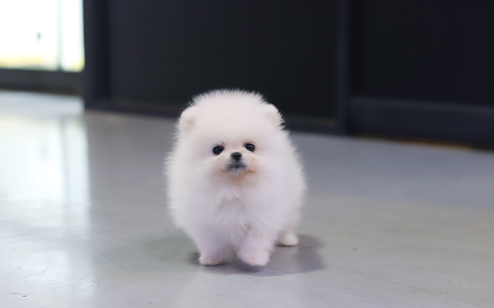 포메라니안 입양합니다