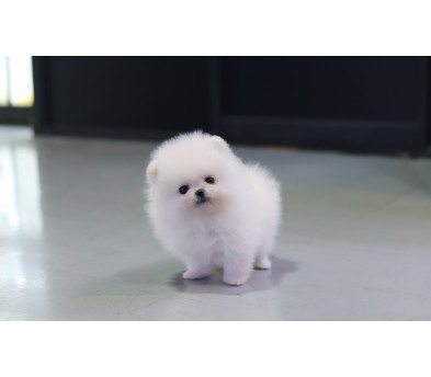 포메라니안 입양합니다