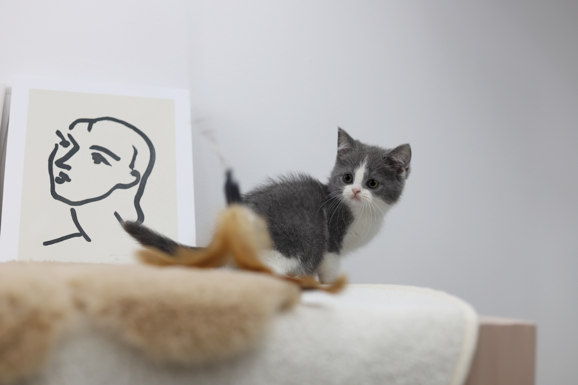 브리티쉬숏헤어 입양합니다