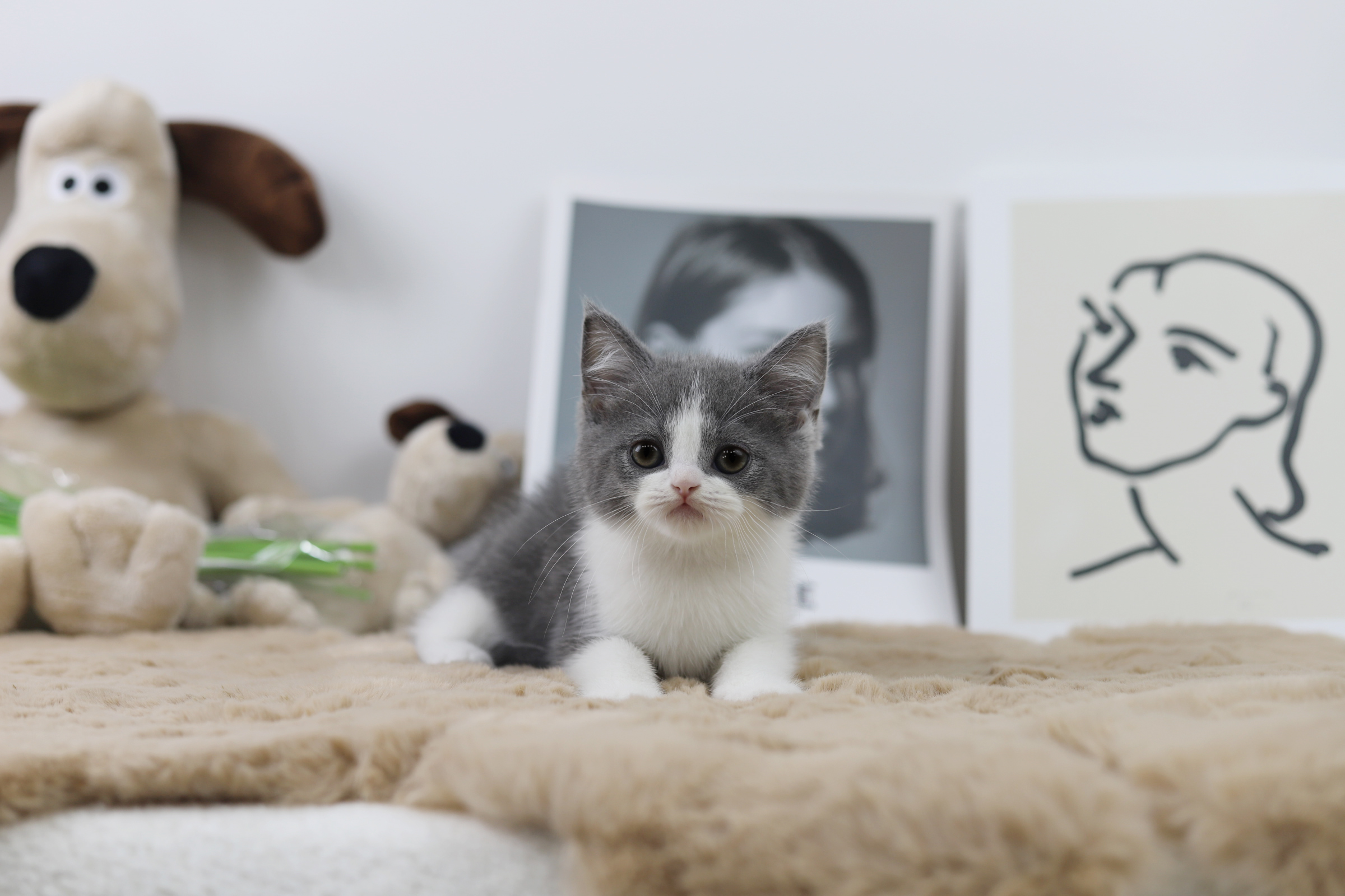 브리티쉬숏헤어 입양합니다