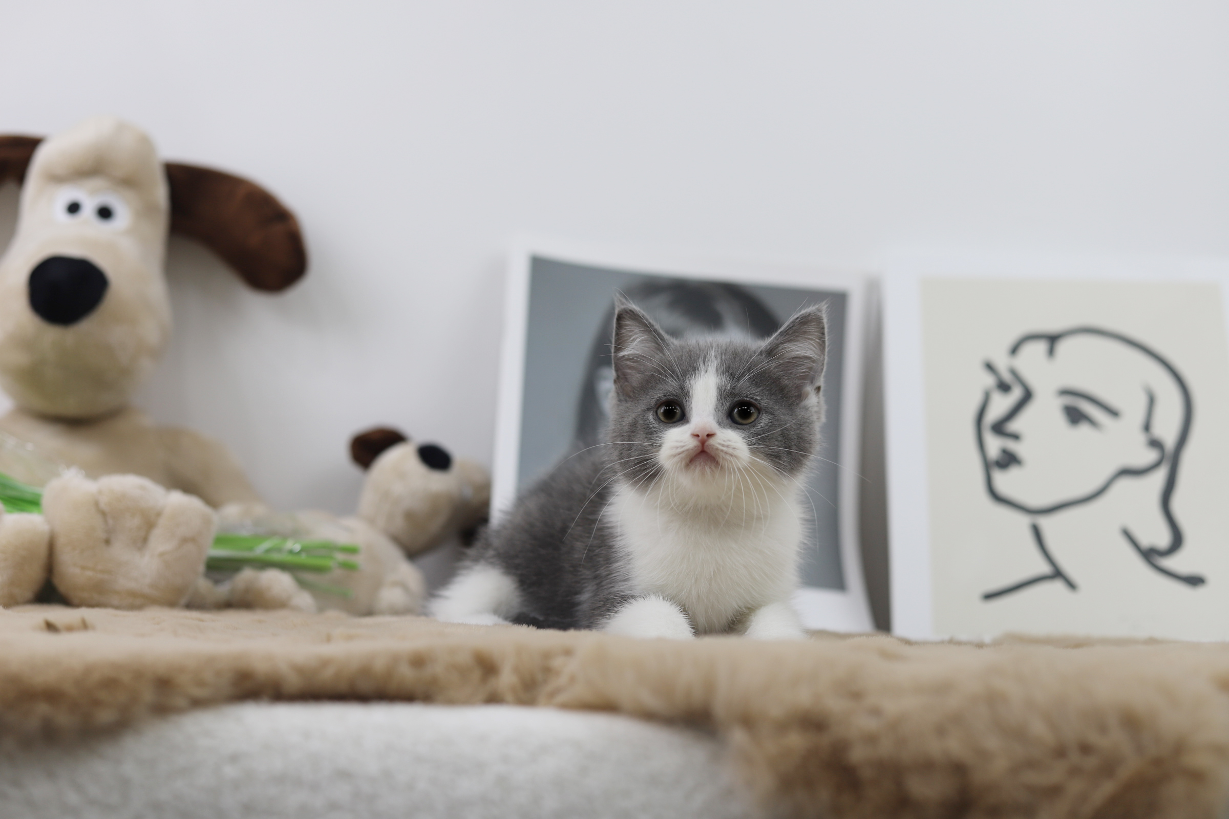 브리티쉬숏헤어 입양합니다