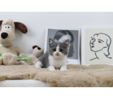 브리티쉬숏헤어 입양합니다