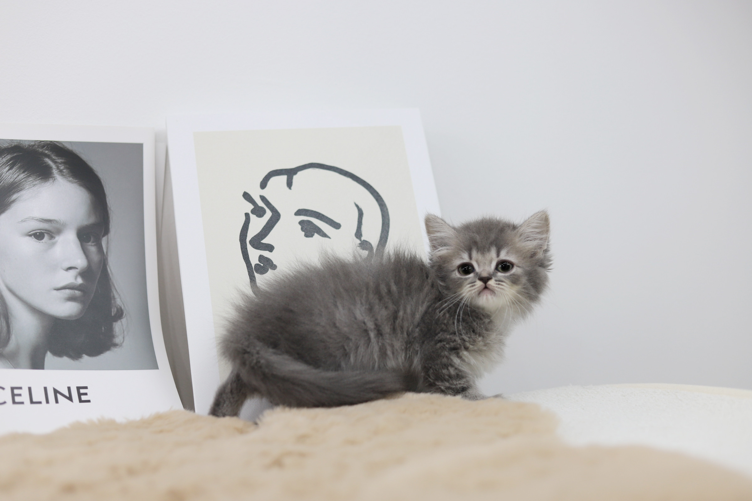 브리티쉬롱헤어 입양합니다