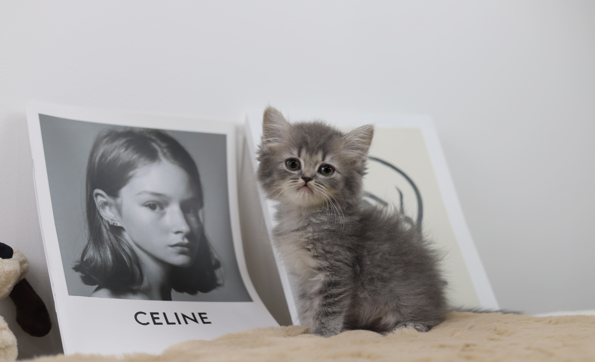 브리티쉬롱헤어 입양합니다