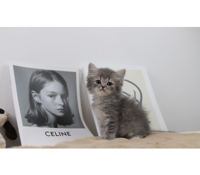 브리티쉬롱헤어 입양합니다