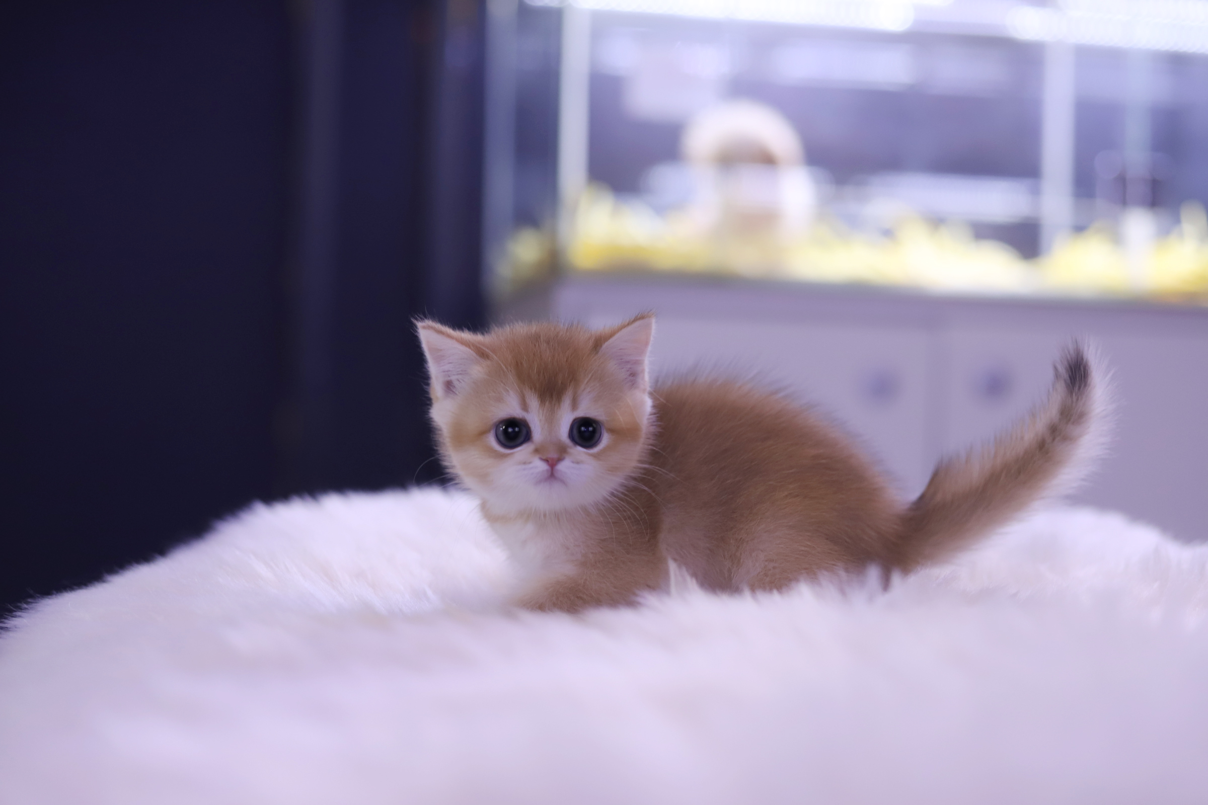 브리티쉬숏헤어 입양합니다