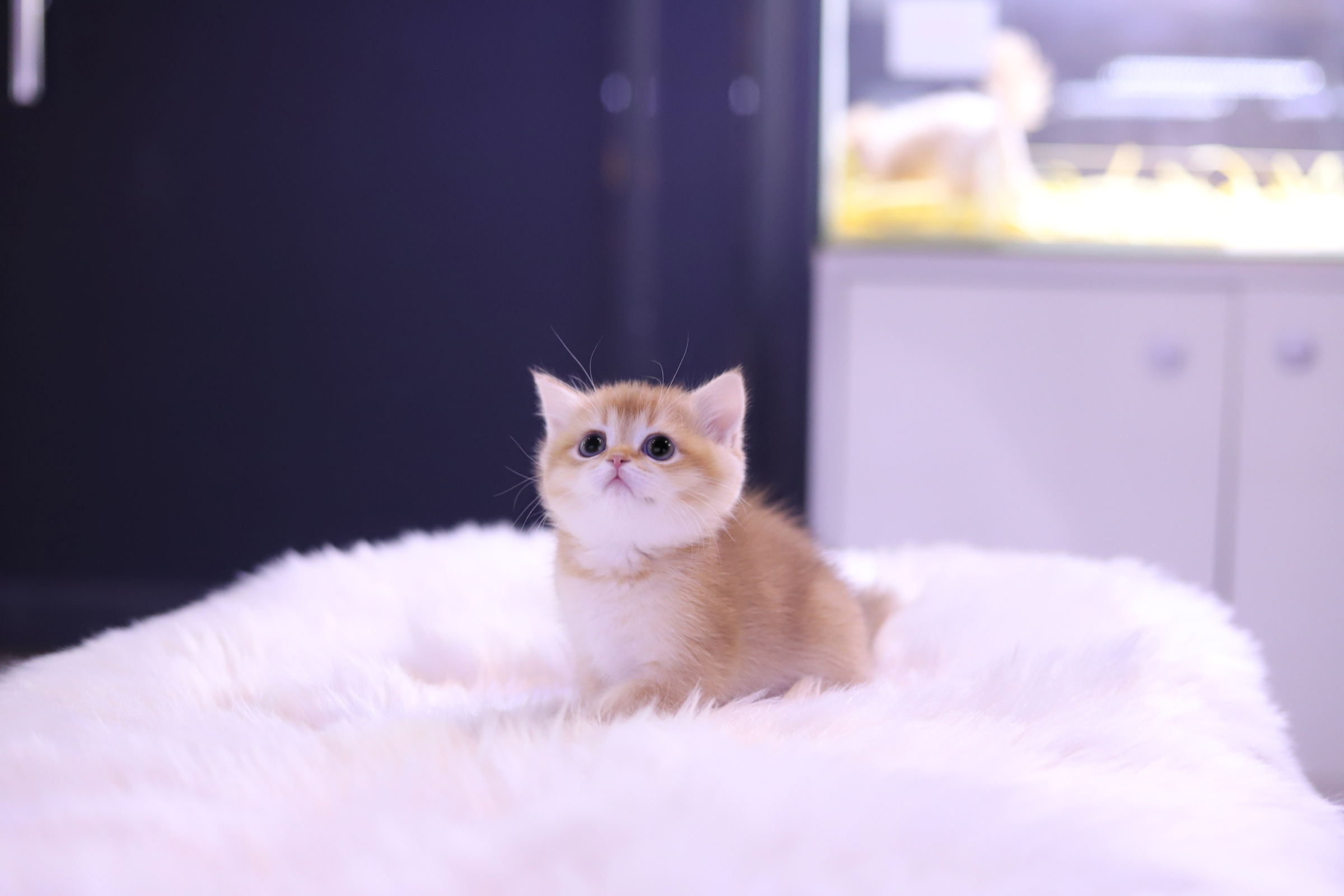 브리티쉬숏헤어 입양합니다